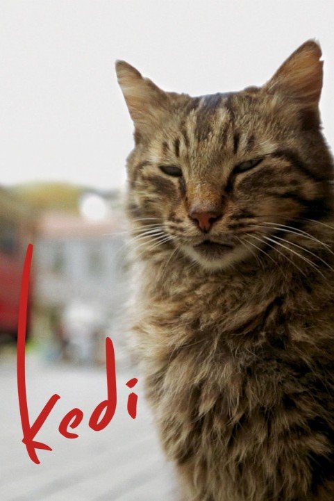 Kedi (2016) poster