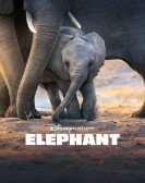Elephant (2020) poster