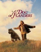 A Dog Of Flanders Free Download