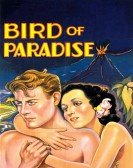 Bird of Paradise Free Download