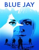 Blue Jay Free Download