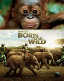 Born to Be Wild (2011) poster
