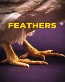 Feathers Free Download