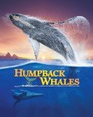 Humpback Whales (2015) Free Download