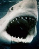 Sharkmania: The Top 15 Biggest Baddest Bloodiest Bites Free Download
