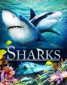 Sharks (in 3D) Free Download