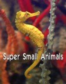 poster_super-small-animals_tt11576276.jpg Free Download