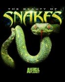 The Beauty of Snakes poster