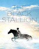 The Black Stallion Free Download