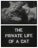 The Private Life of a Cat Free Download