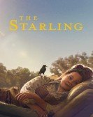 The Starling Free Download