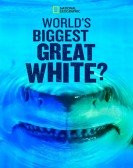 World's Biggest Great White? Free Download